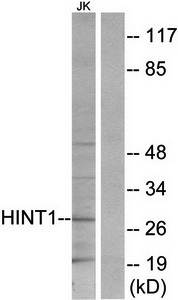 HINT1 Antibody