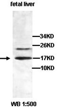 HINT2 Rabbit Polyclonal Antibody