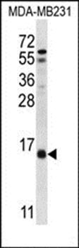 HINT3 antibody