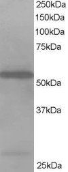 Goat anti-HIP-55 / SH3P7 Antibody
