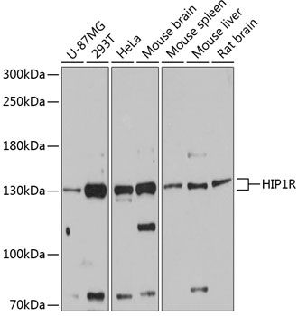 HIP1R antibody