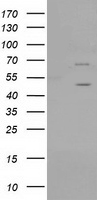 HIPPI (IFT57) antibody