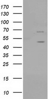 HIPPI Antibody