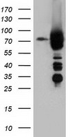 HIPPI (IFT57) antibody