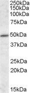Goat anti-HIPPI Antibody