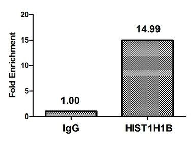 HIST1H1B (phospho-T154) antibody