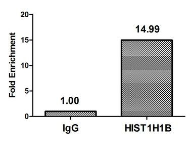 Phospho-HIST1H1B (T154) Antibody