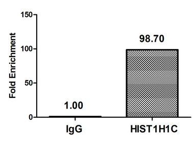HIST1H1C (Ab-16) antibody