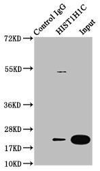 HIST1H1C (Ab-186) antibody