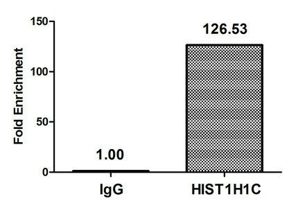 HIST1H1C (Ab-22) antibody