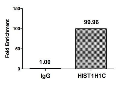 HIST1H1C (Ab-45) antibody