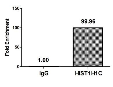 HIST1H1C (Ab-45) Antibody