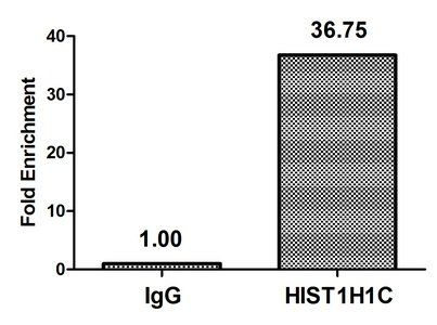 HIST1H1C (Ab-45) antibody
