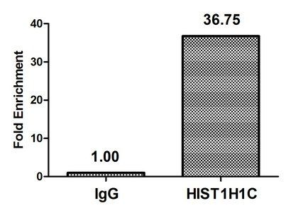 HIST1H1C (Ab-45) Antibody