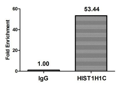 HIST1H1C (Ab-96) antibody