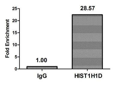 HIST1H1D (Ab-179) antibody