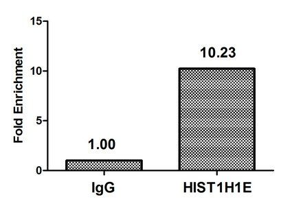 HIST1H1E (Ab-145) antibody