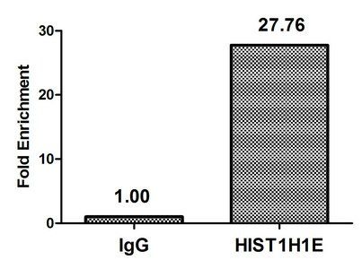 HIST1H1E (Ab-25) antibody