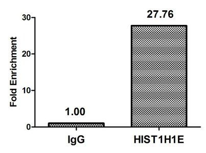 HIST1H1E (Ab-25) Antibody