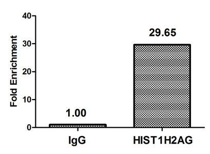 HIST1H2AG (Ab-119) antibody