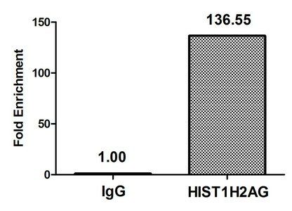HIST1H2AG (Ab-13) antibody