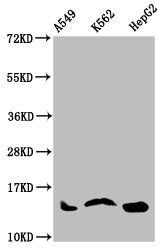 HIST1H2AG (Ab-36) antibody
