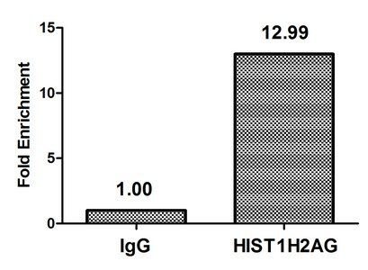 HIST1H2AG (Ab-9) antibody