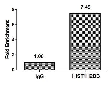HIST1H2BB (Ab-16) antibody