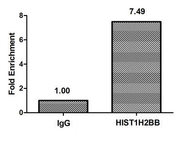 HIST1H2BB (Ab-16) Antibody