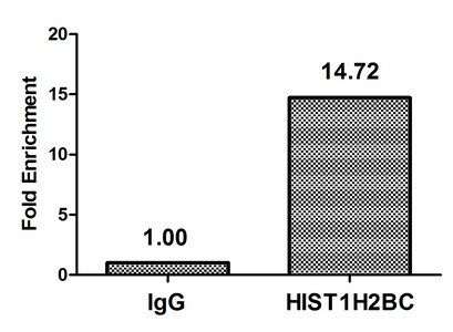 HIST1H2BC (Ab-108) antibody