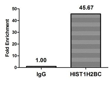 HIST1H2BC (Ab-116) antibody