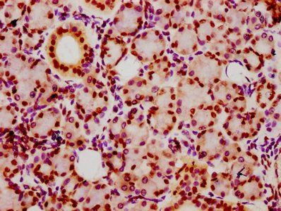 HIST1H2BC (Ab-16) Antibody