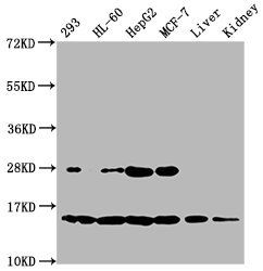 HIST1H2BC (Ab-20) antibody