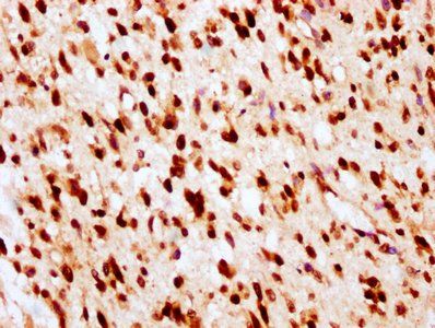 HIST1H2BC (Ab-23) Antibody