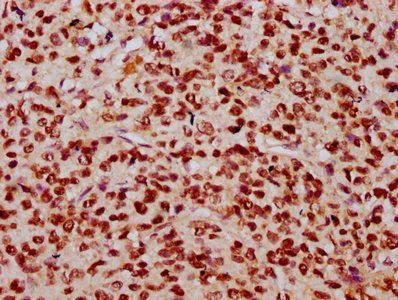 HIST1H2BC (Ab-23) Antibody