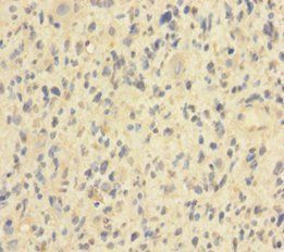 HIST1H2BN Antibody