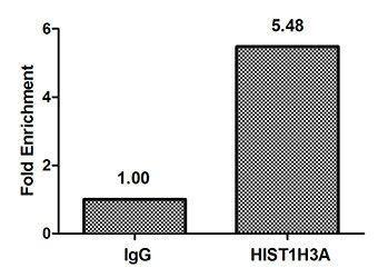 HIST1H3A (Ab-10) Antibody