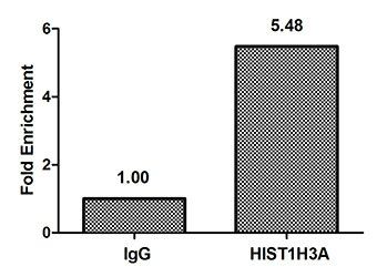 HIST1H3A (Ab-10) antibody