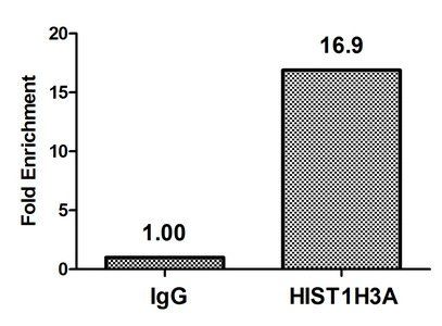 HIST1H3A (Ab-10) Antibody