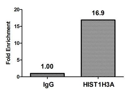 HIST1H3A (Ab-10) antibody