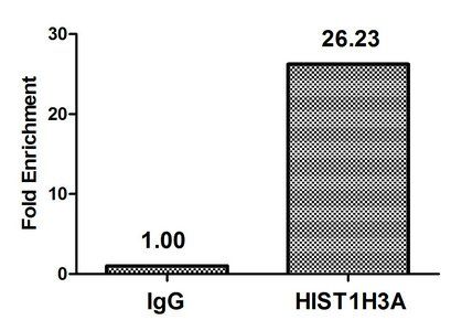 HIST1H3A (Ab-10) antibody