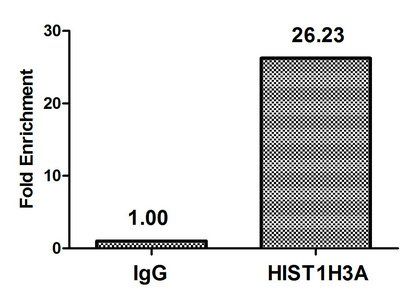 HIST1H3A (Ab-10) Antibody