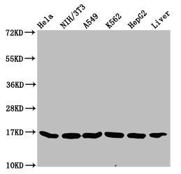 HIST1H3A (Ab-115) antibody