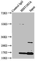 HIST1H3A (Ab-122) Antibody