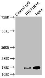 HIST1H3A (Ab-122) Antibody
