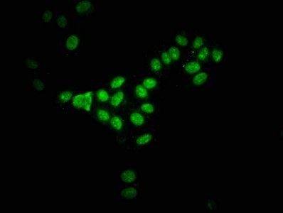 HIST1H3A (Ab-122) Antibody