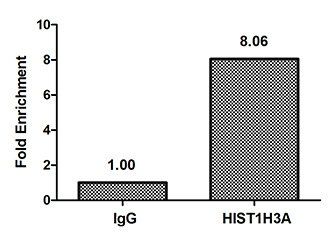 HIST1H3A (Ab-14) antibody