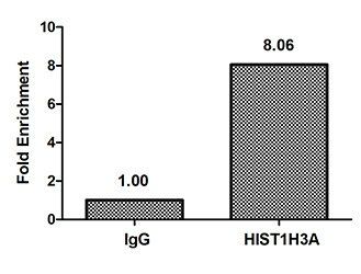 HIST1H3A (Ab-14) Antibody