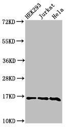 HIST1H3A (Ab-14) antibody