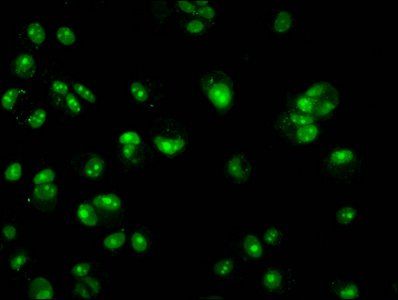 HIST1H3A (Ab-14) Antibody